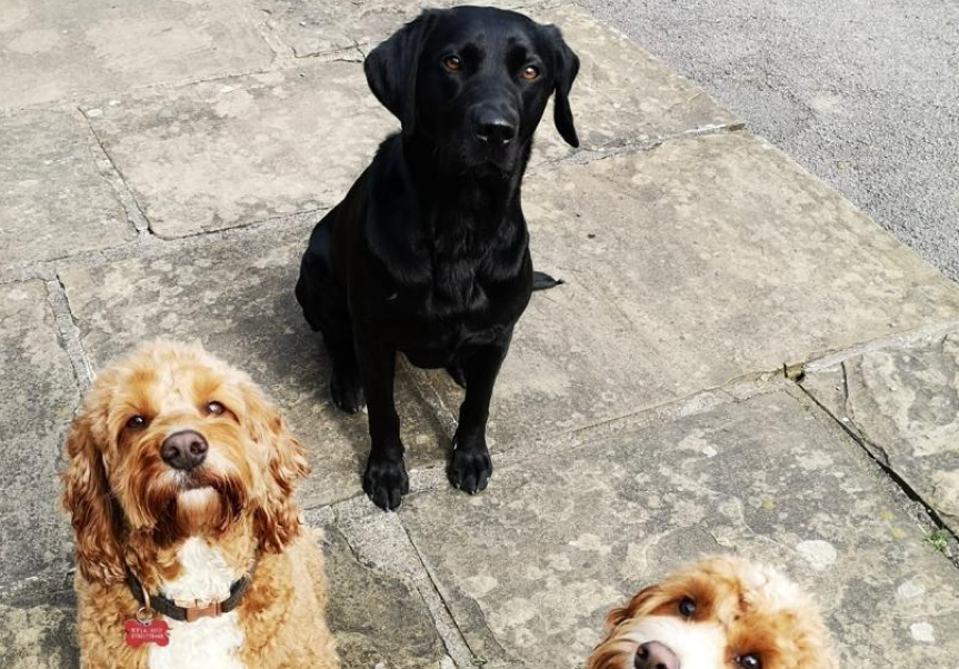 Evening Dog Walks in Mirfield