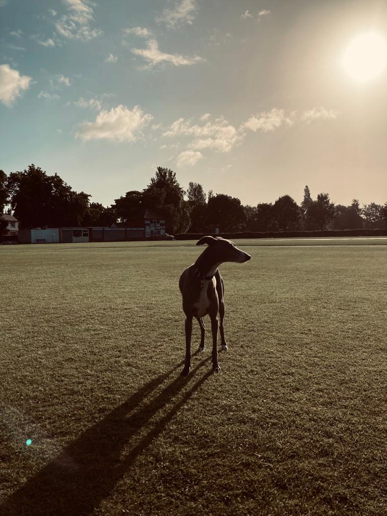 Local, Friendly Dog Walkers in Mirfield