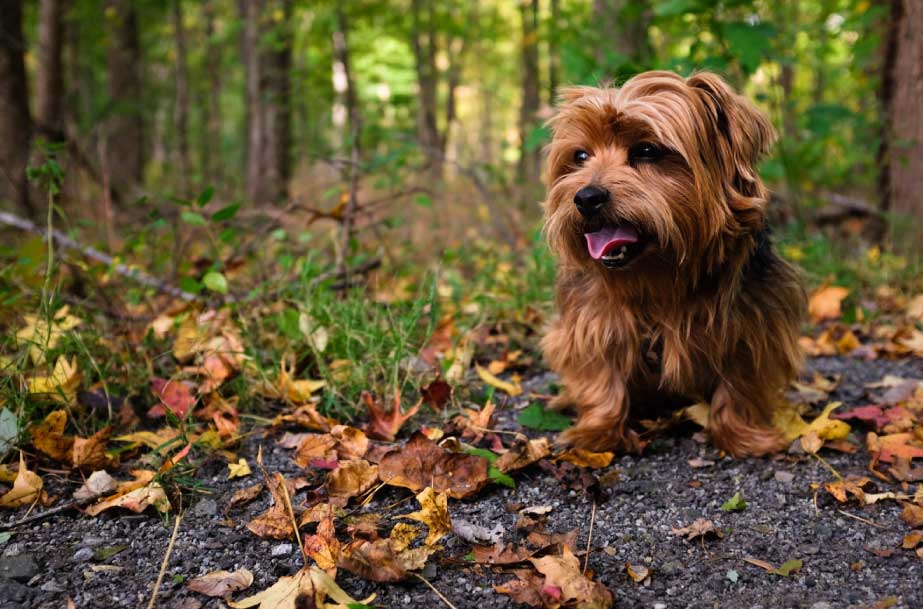Book a Dog Visit in Mirfield