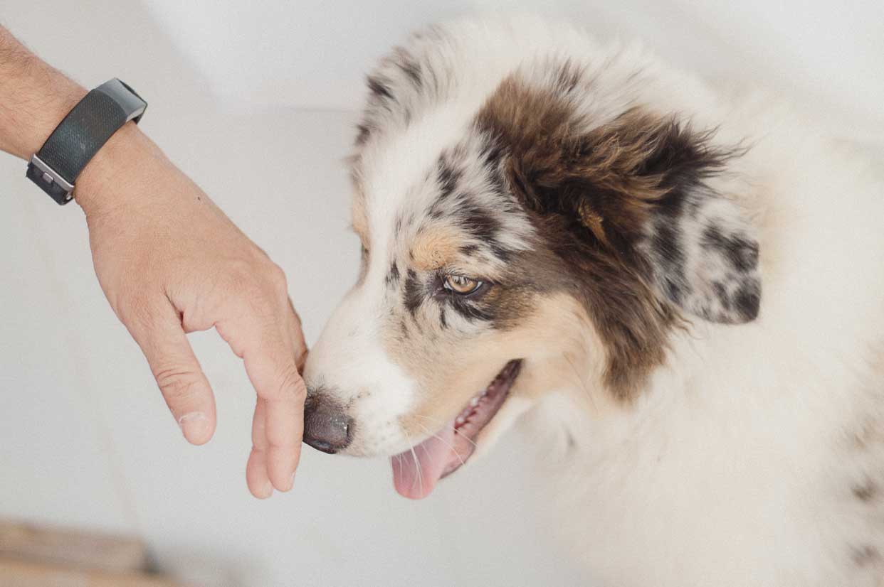 Dog Walking Consultation in Mirfield