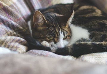 Mirfield Cat Care Services