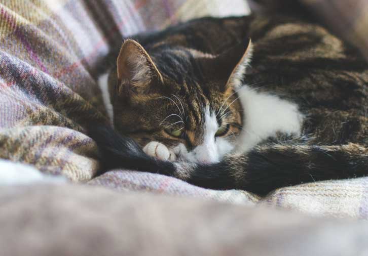 Dog Bed Breakfast in Mirfield