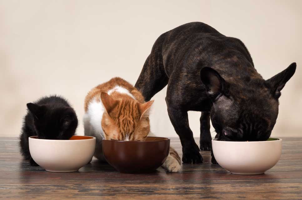 Mirfield Pet Services