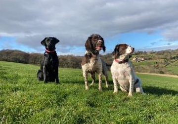 Mirfield Dog Walking Services