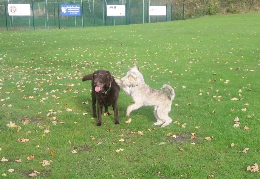 Pet Services in Mirfield