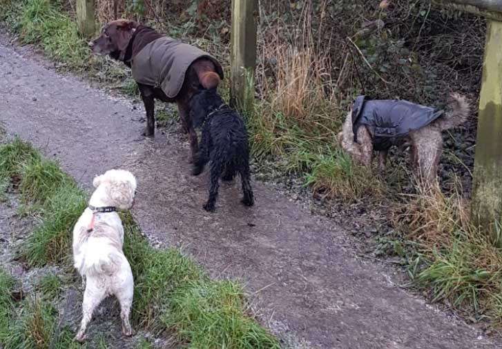 Dog Walking in Mirfield