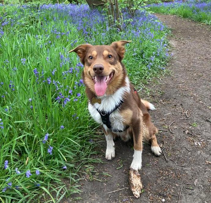 We'll take care of your pets in Mirfield